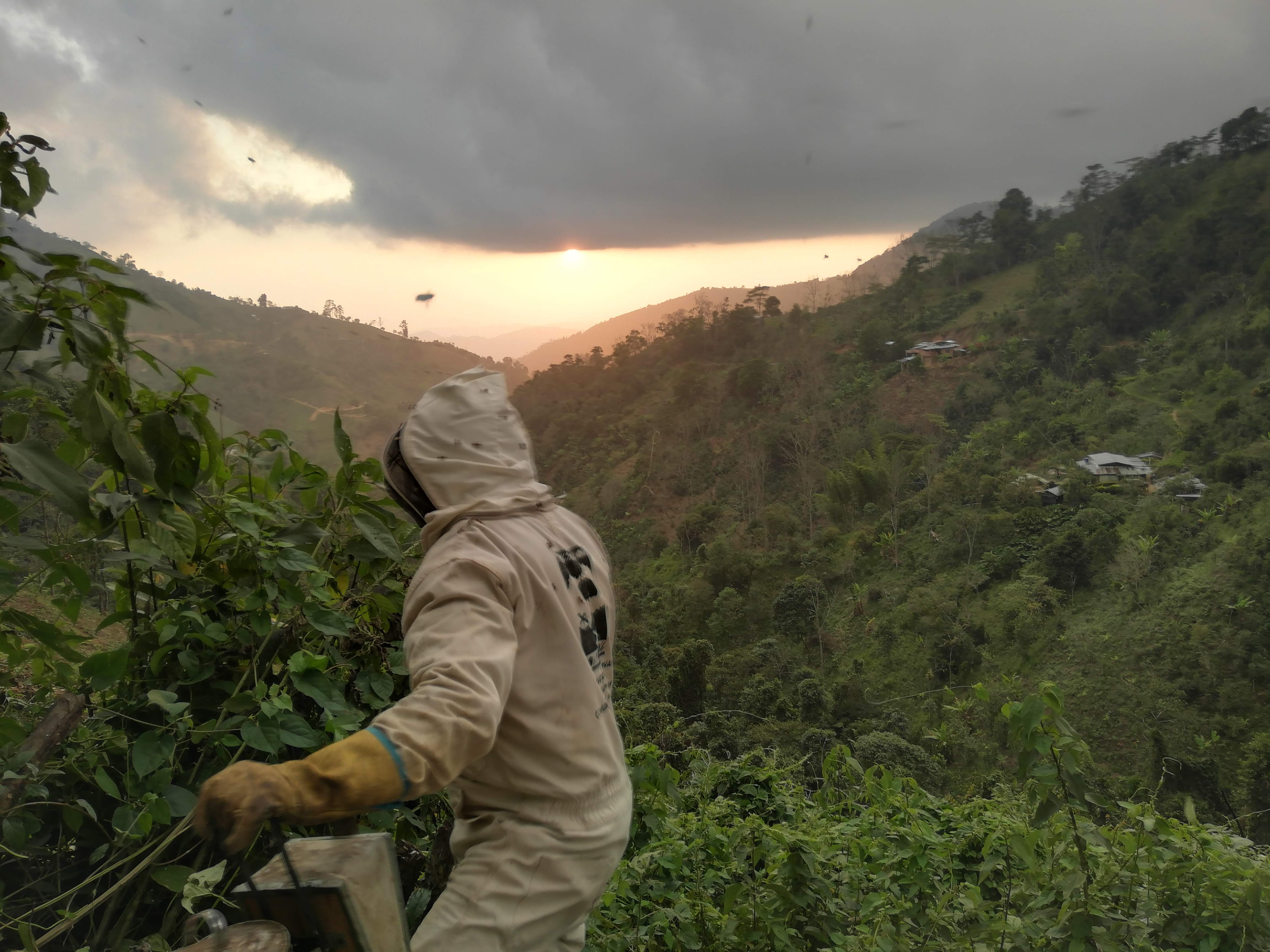 Apicultor de RaizAgua al atardecer en las montañas colombianas